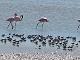 big and small waders - Copy : jan